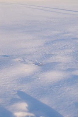 雪の表面.jpg